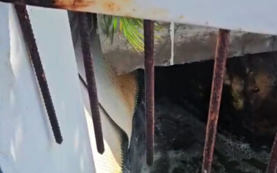 Marine Trades Association Demands Action to Prevent Sewage, Wastewater, Entering Lagoon