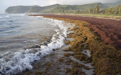 Government, Hotels, Environmental Groups Urged To Work Together To Combat Sargassum Seaweed