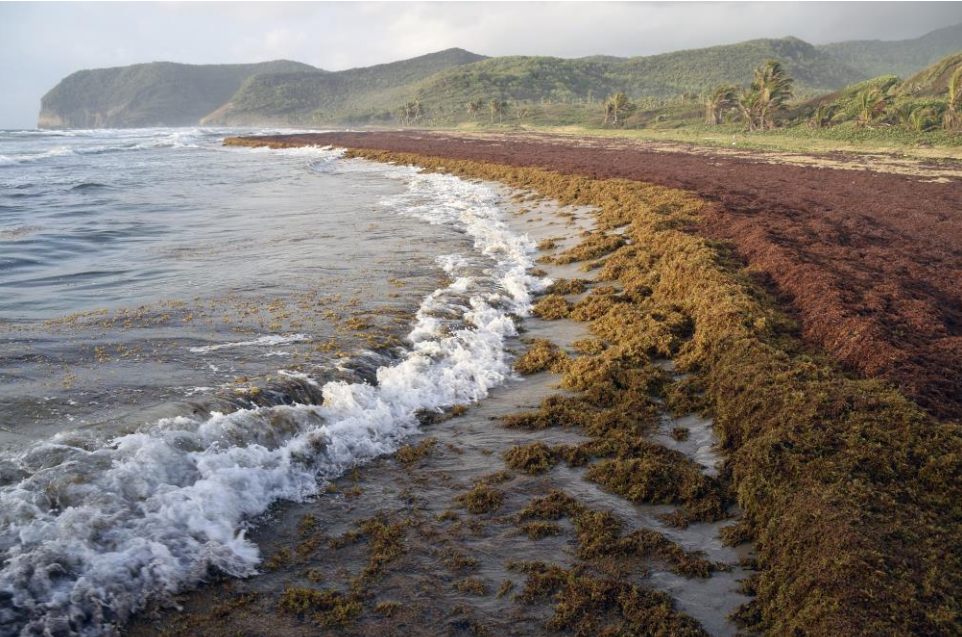 Government, Hotels, Environmental Groups Urged To Work Together To Combat Sargassum Seaweed